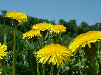 dandelions