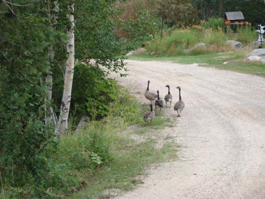 ducks on roadway